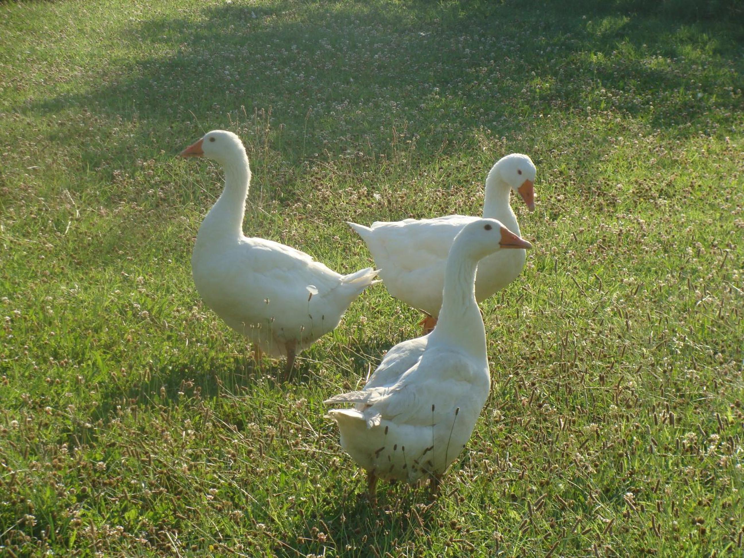 Antico Casale dei Sogni agriturismo