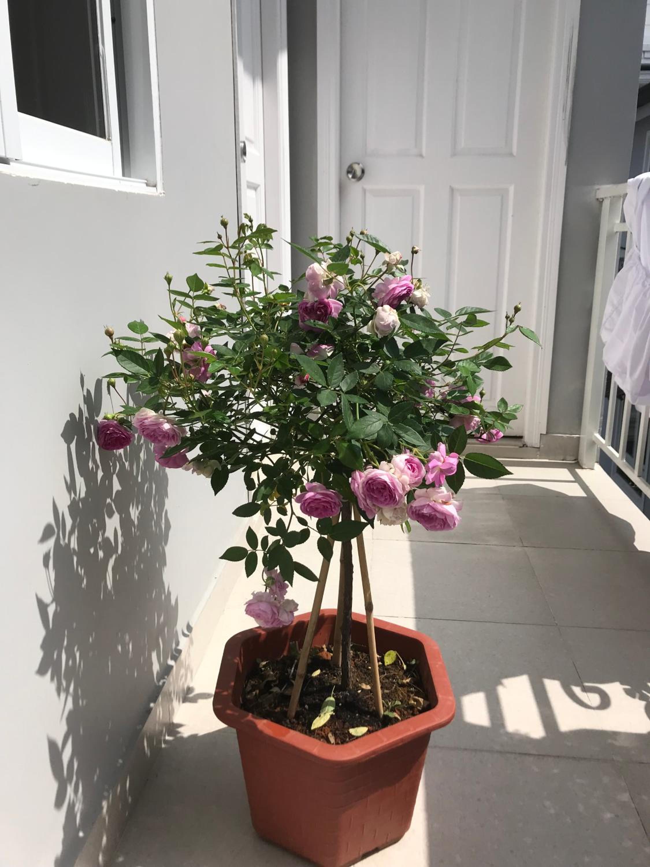 Photo 19
