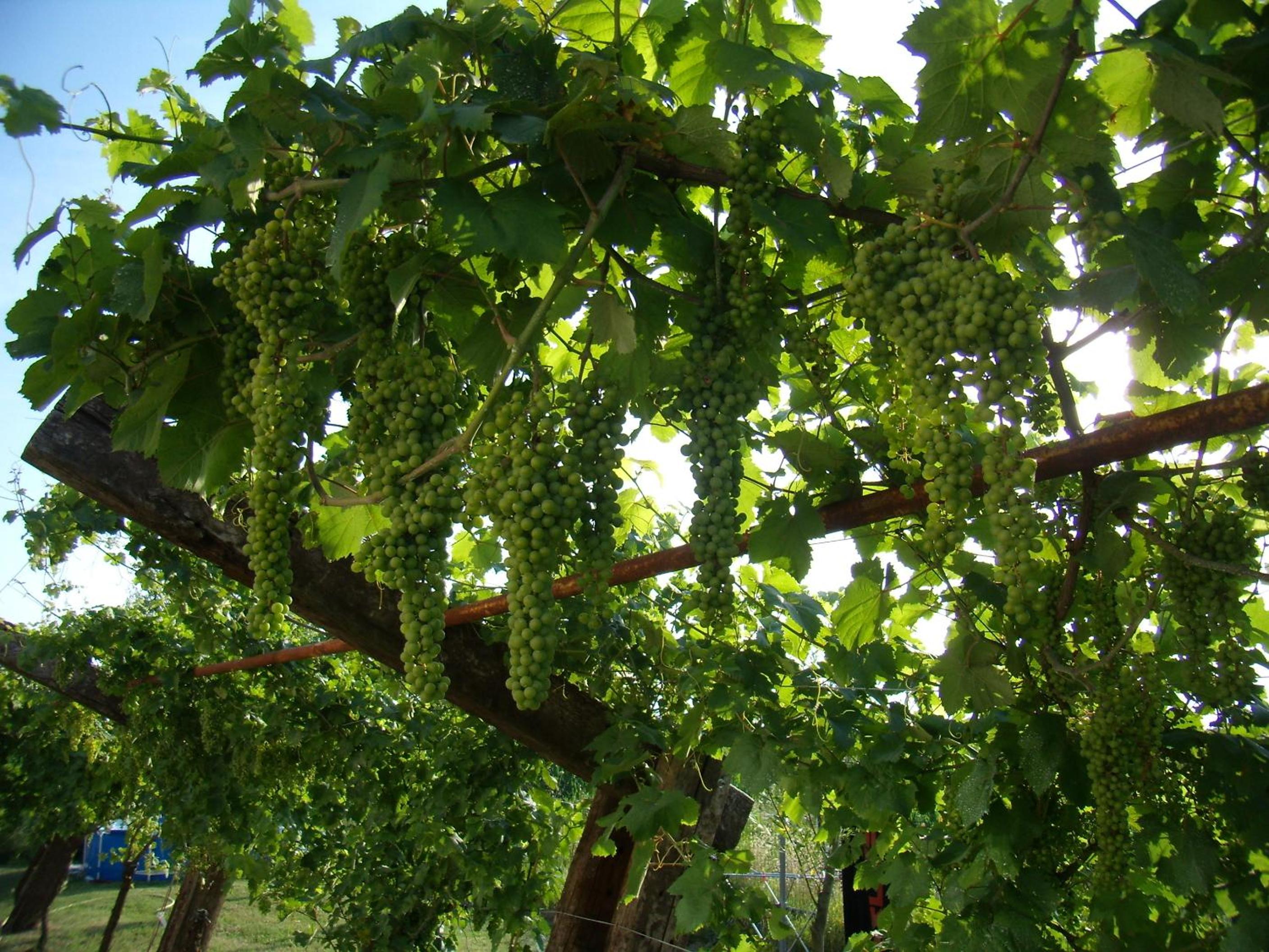 Antico Casale dei Sogni agriturismo