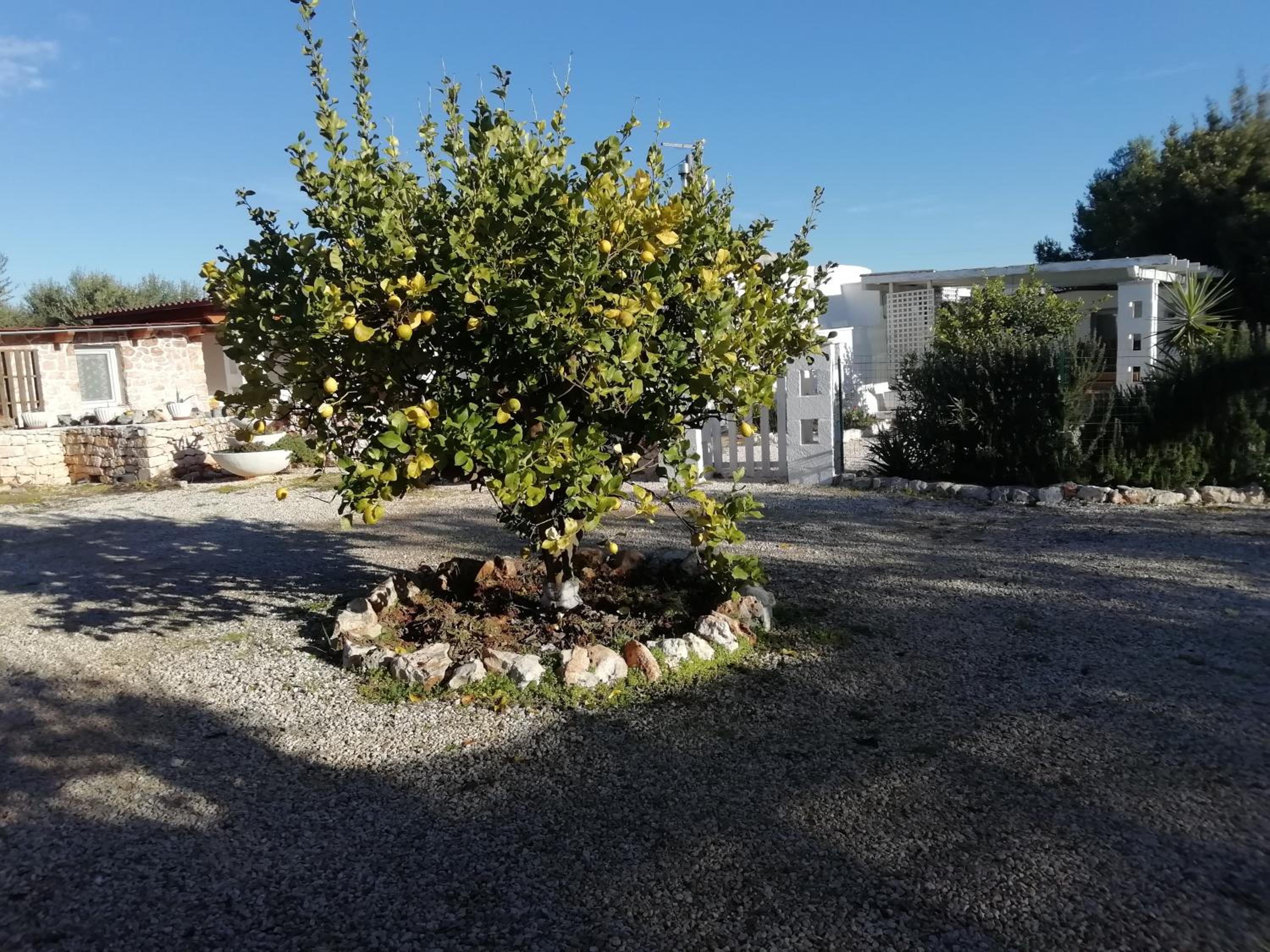 TRULLO PASQUALE Antico trullo