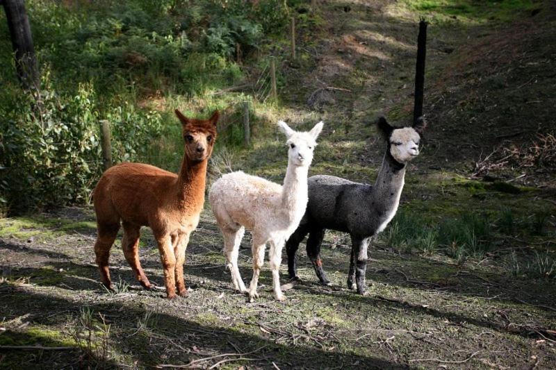Home Farm Healesville