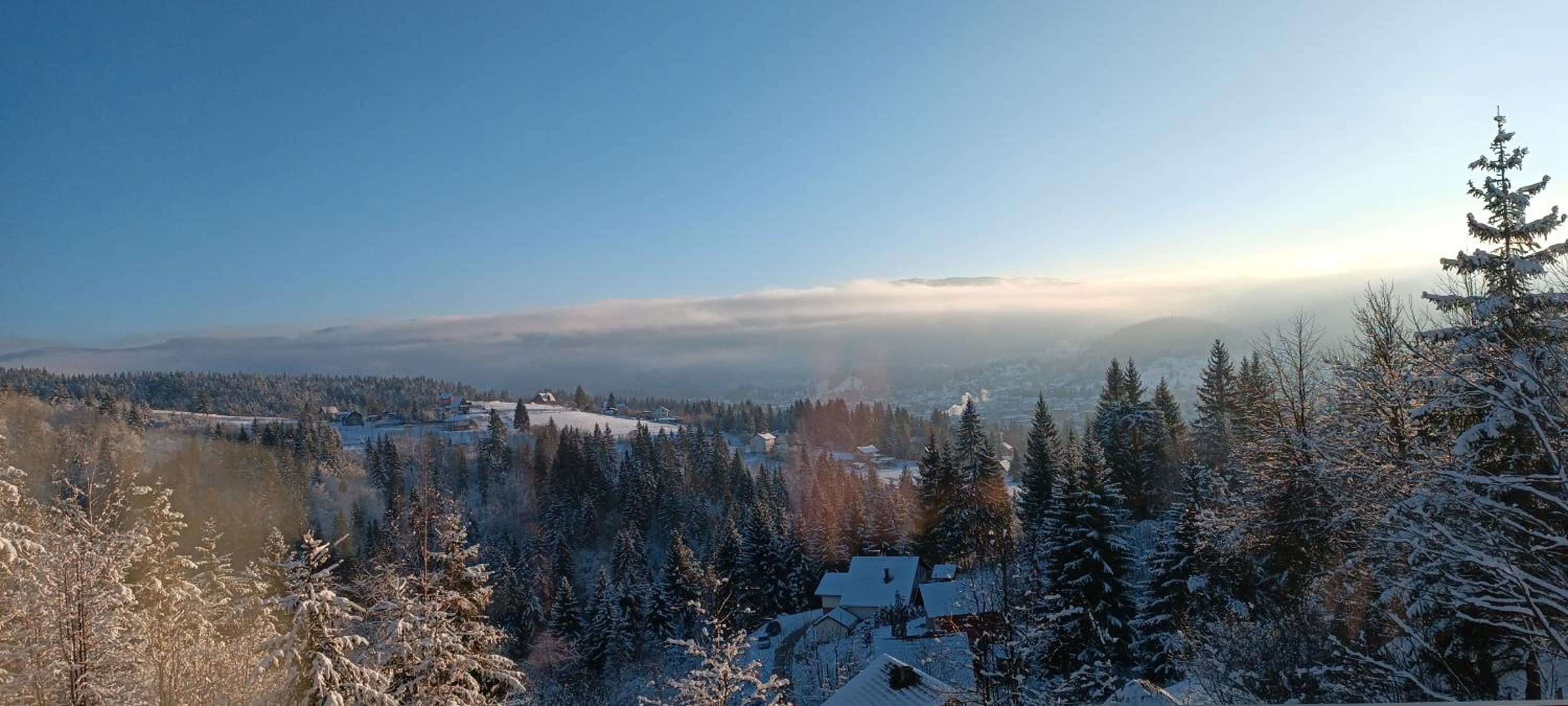 Zlatni Hrast