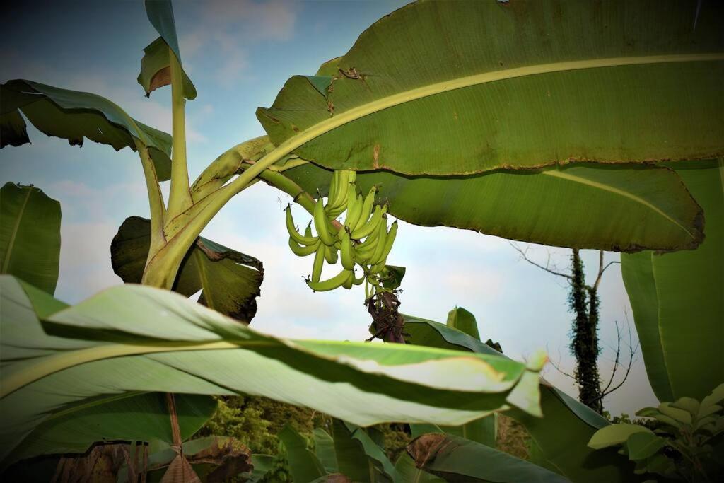 Finca Makambu