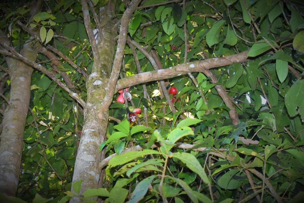 Finca Makambu