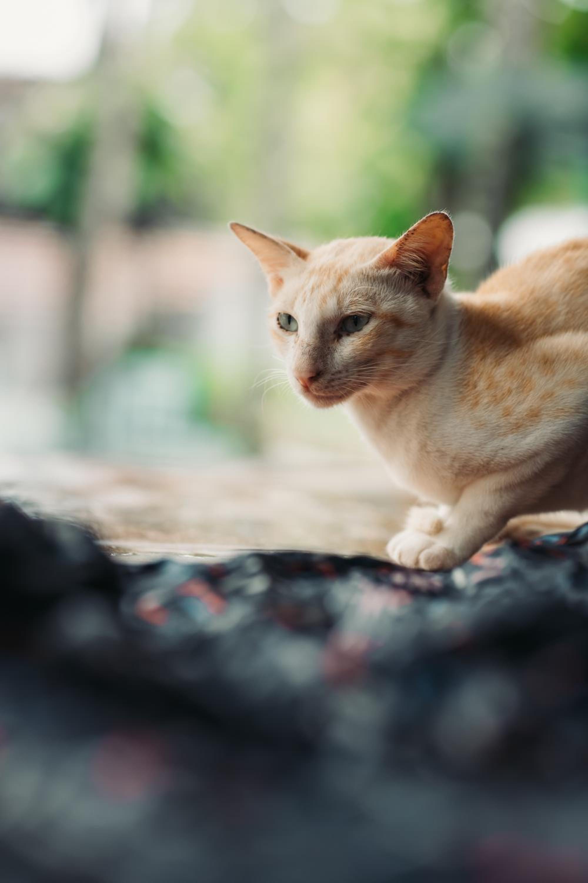 Photo 44