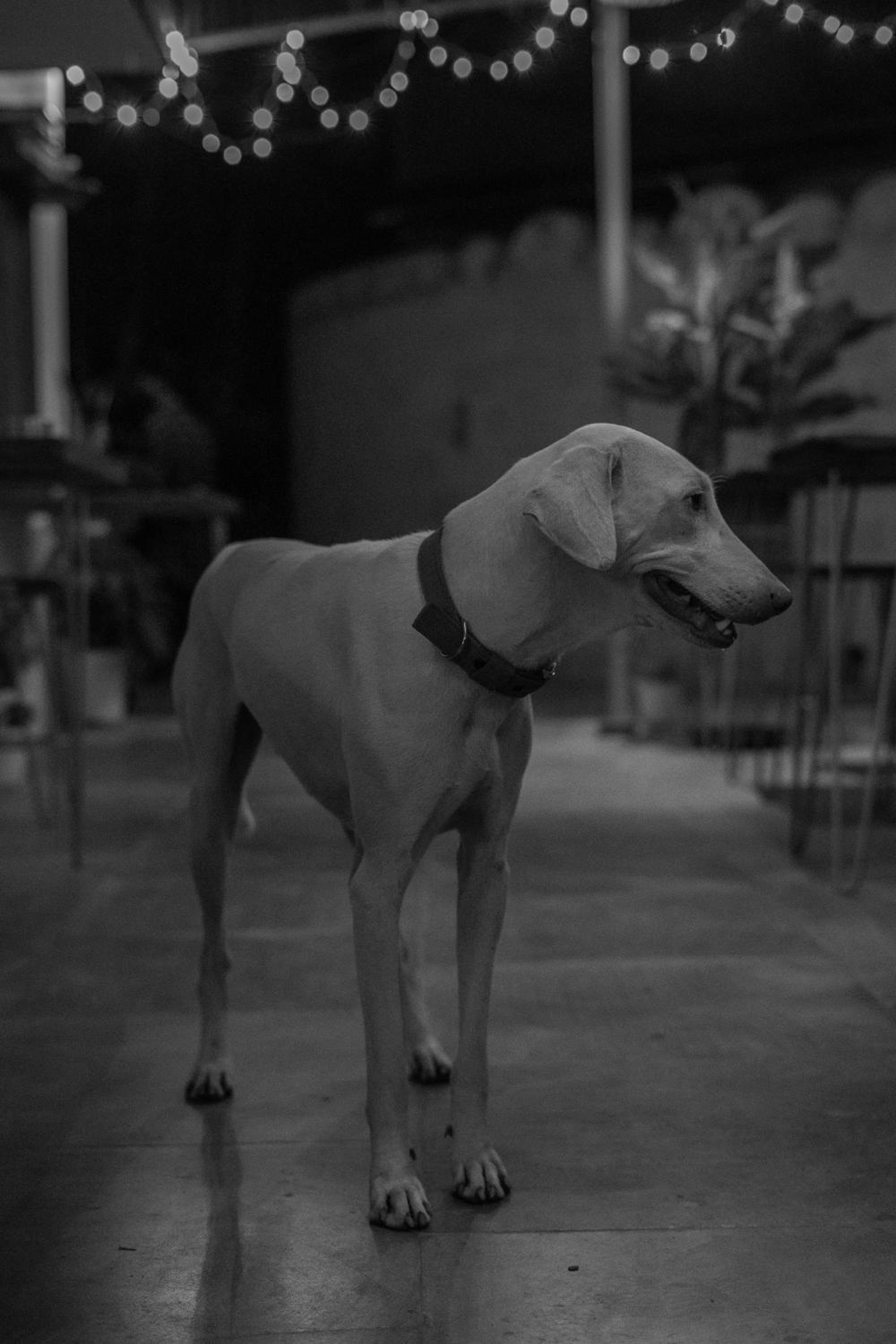 Photo 50