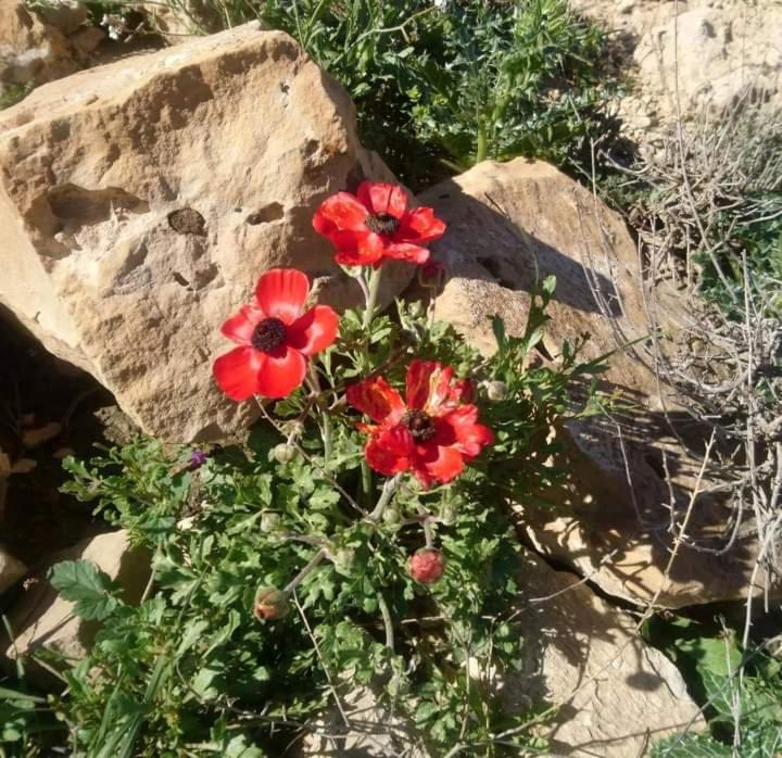 Alnwatif Gate guest house Dana nature reserve view 4