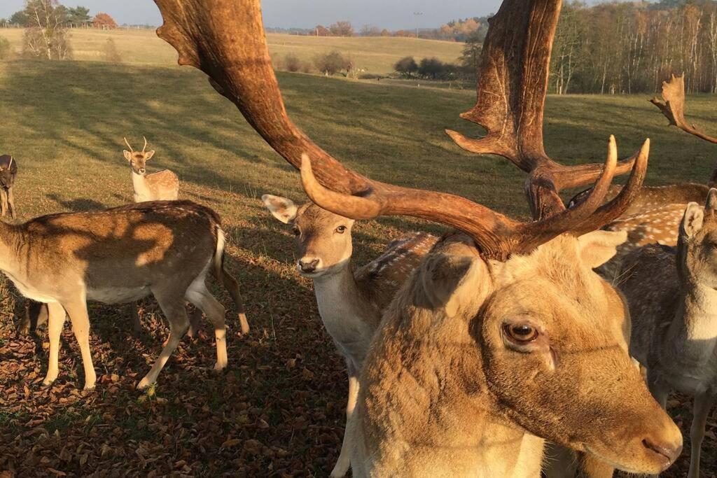 Fewo im Naturschutzgebiet, mit großem Balkon