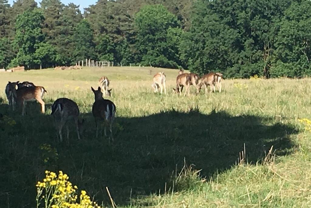 Fewo im Naturschutzgebiet, mit großem Balkon