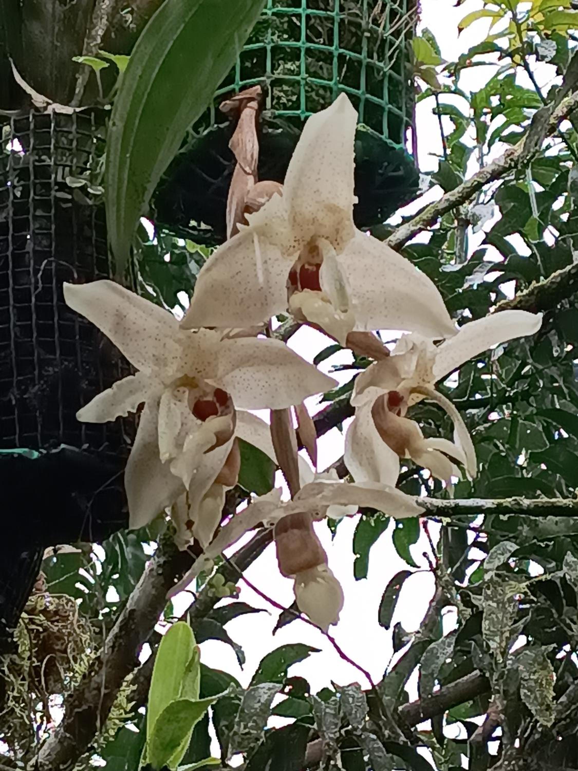 El Jardín Secreto De Alvita