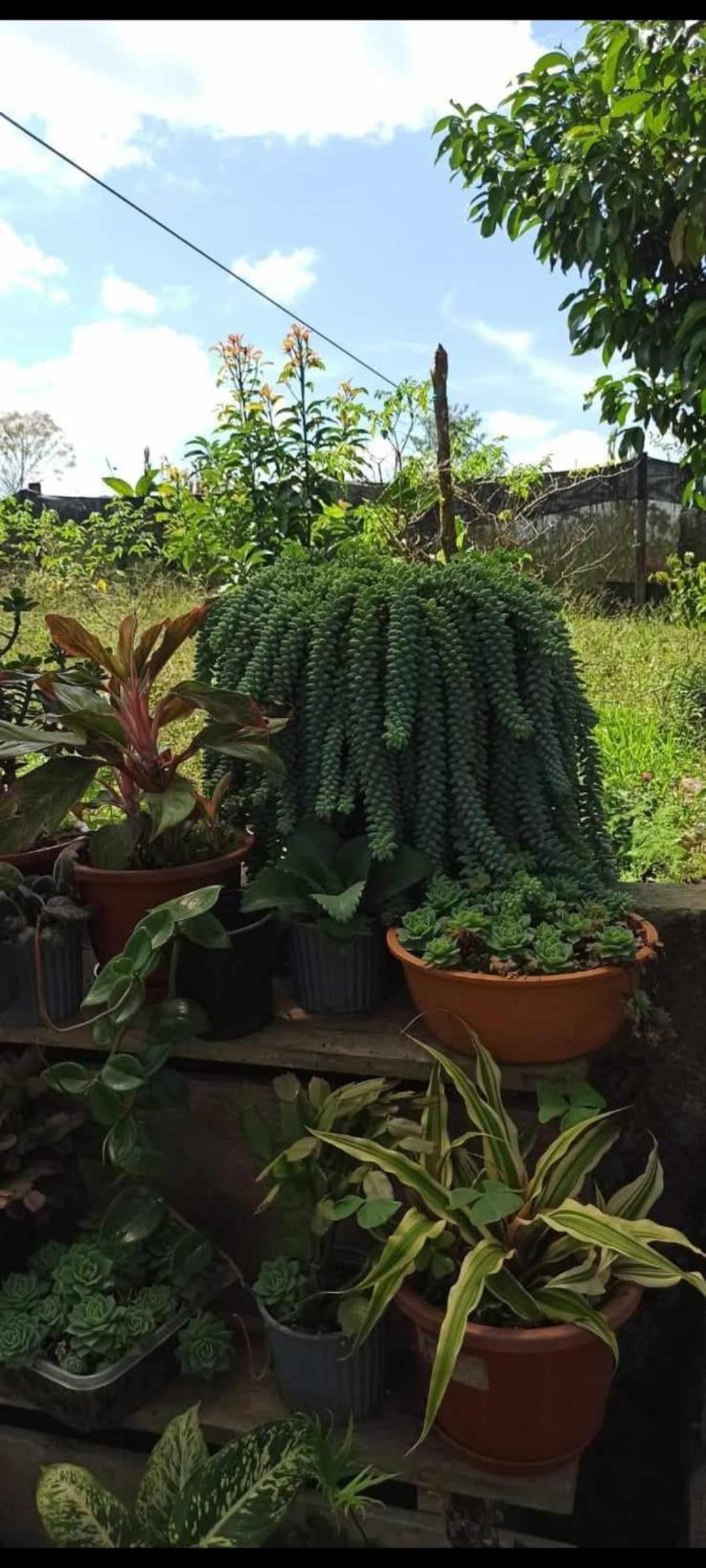 El Jardín Secreto De Alvita