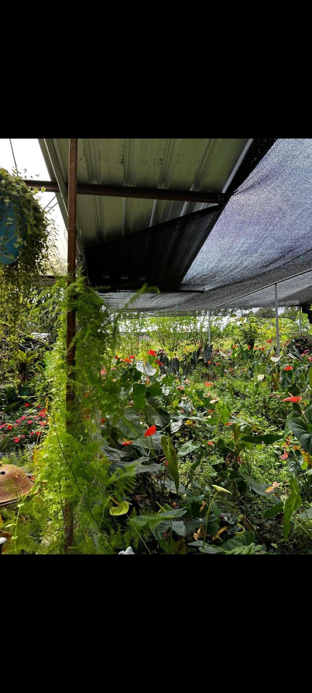 El Jardín Secreto De Alvita