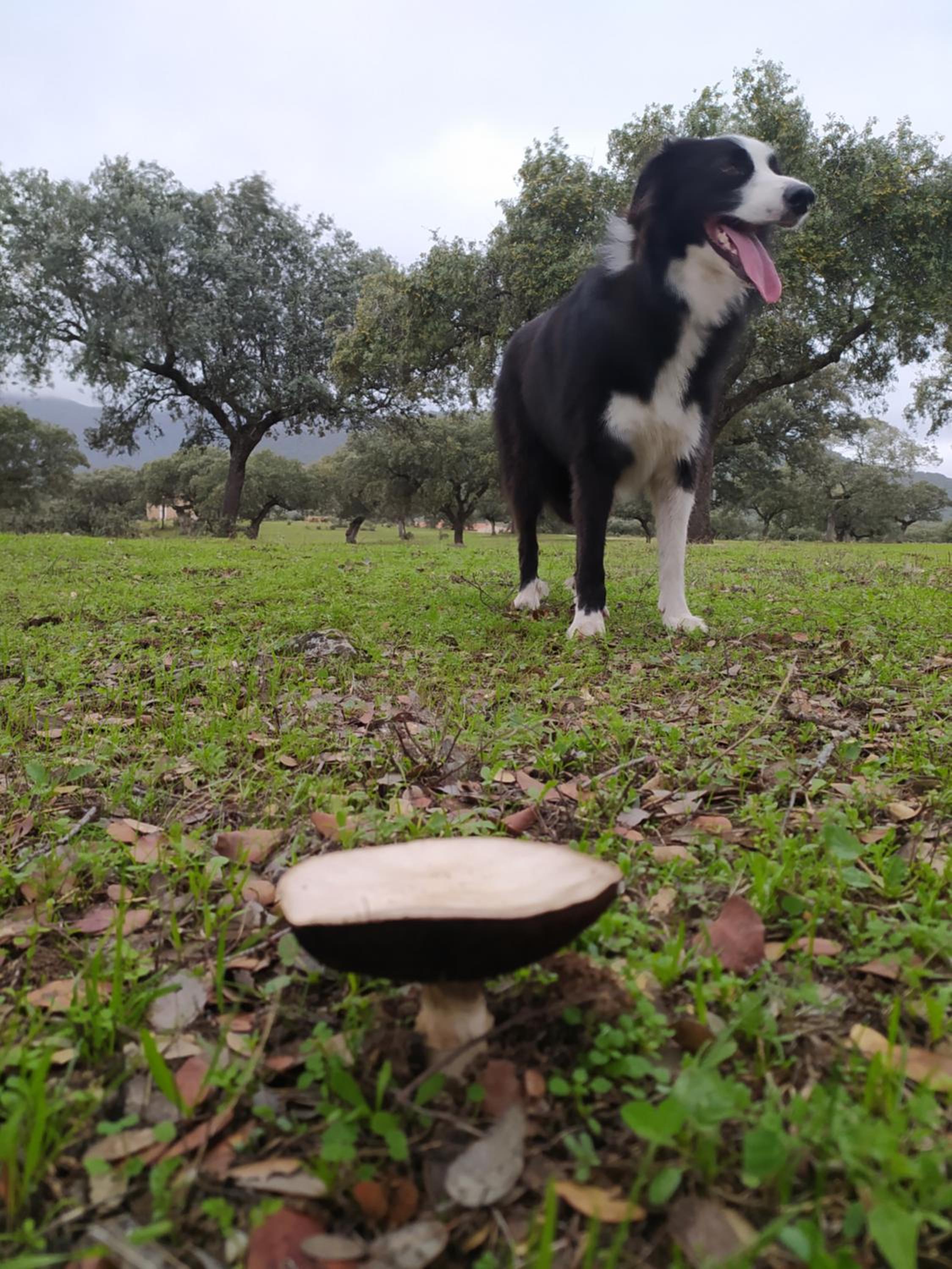 Finca Las Gamitas