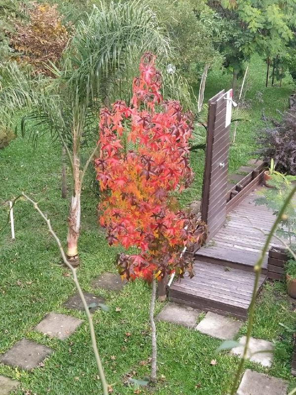 El Mangrullo