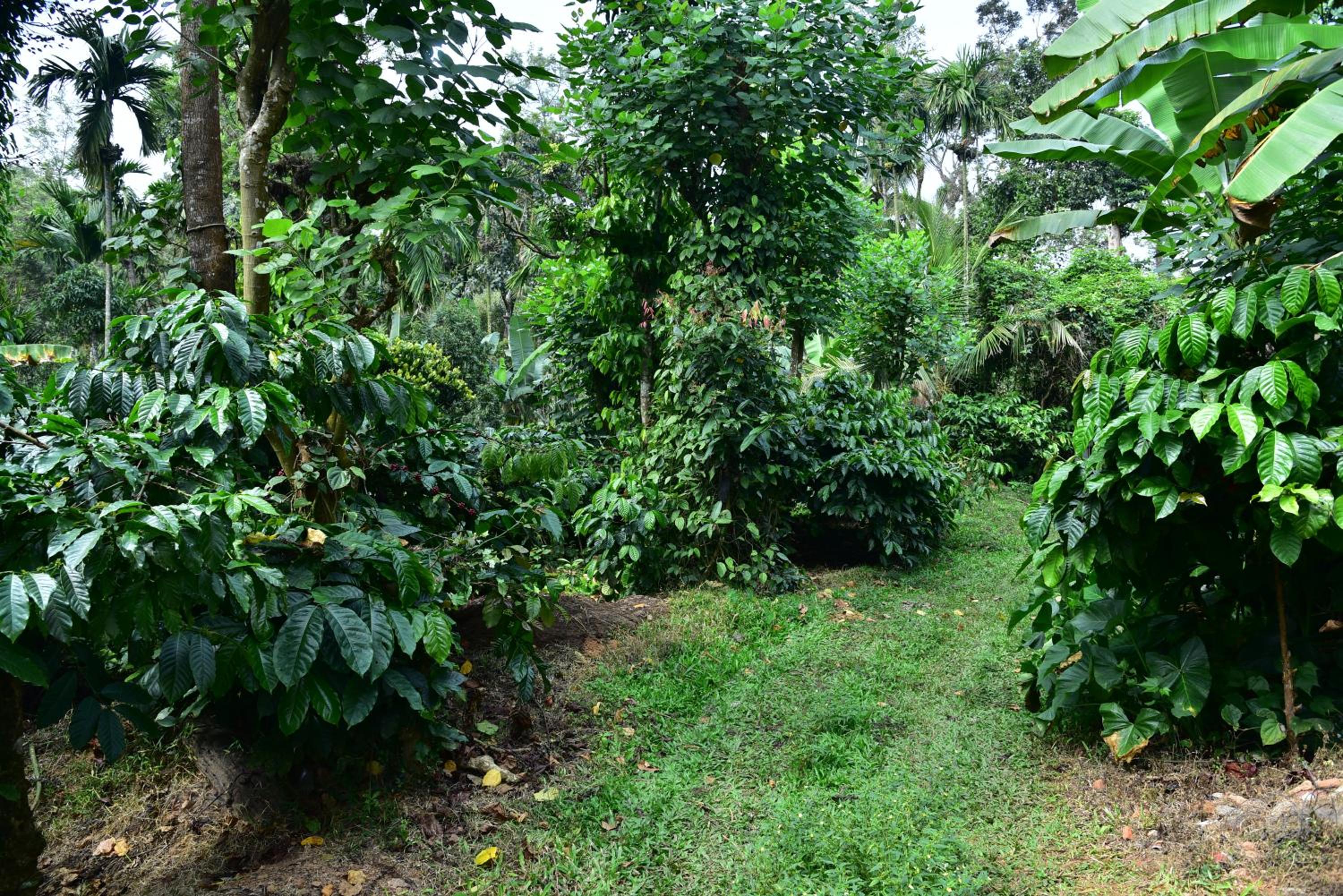 Madhuvana Homestay Coorg view 3