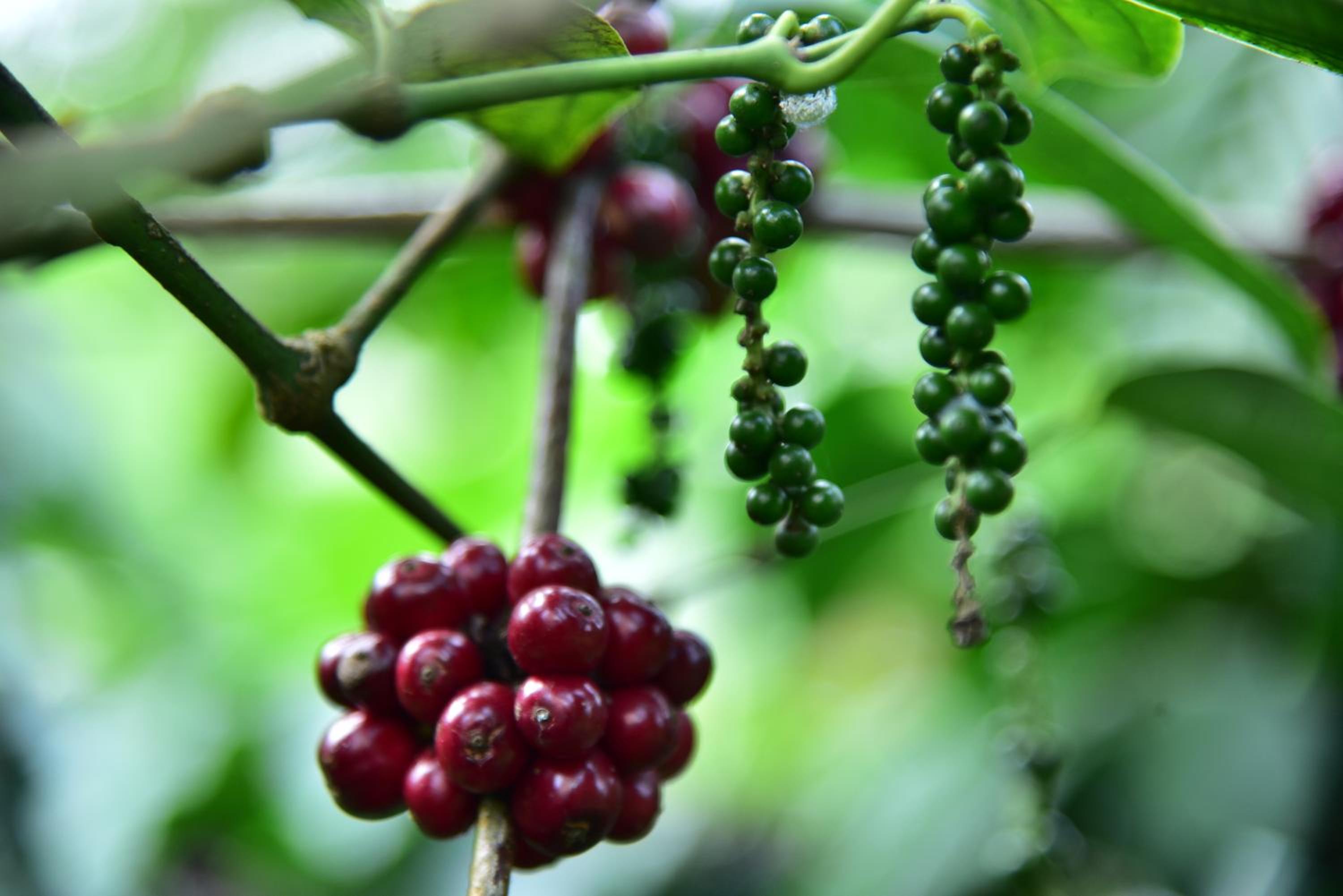 Madhuvana Homestay Coorg view 4