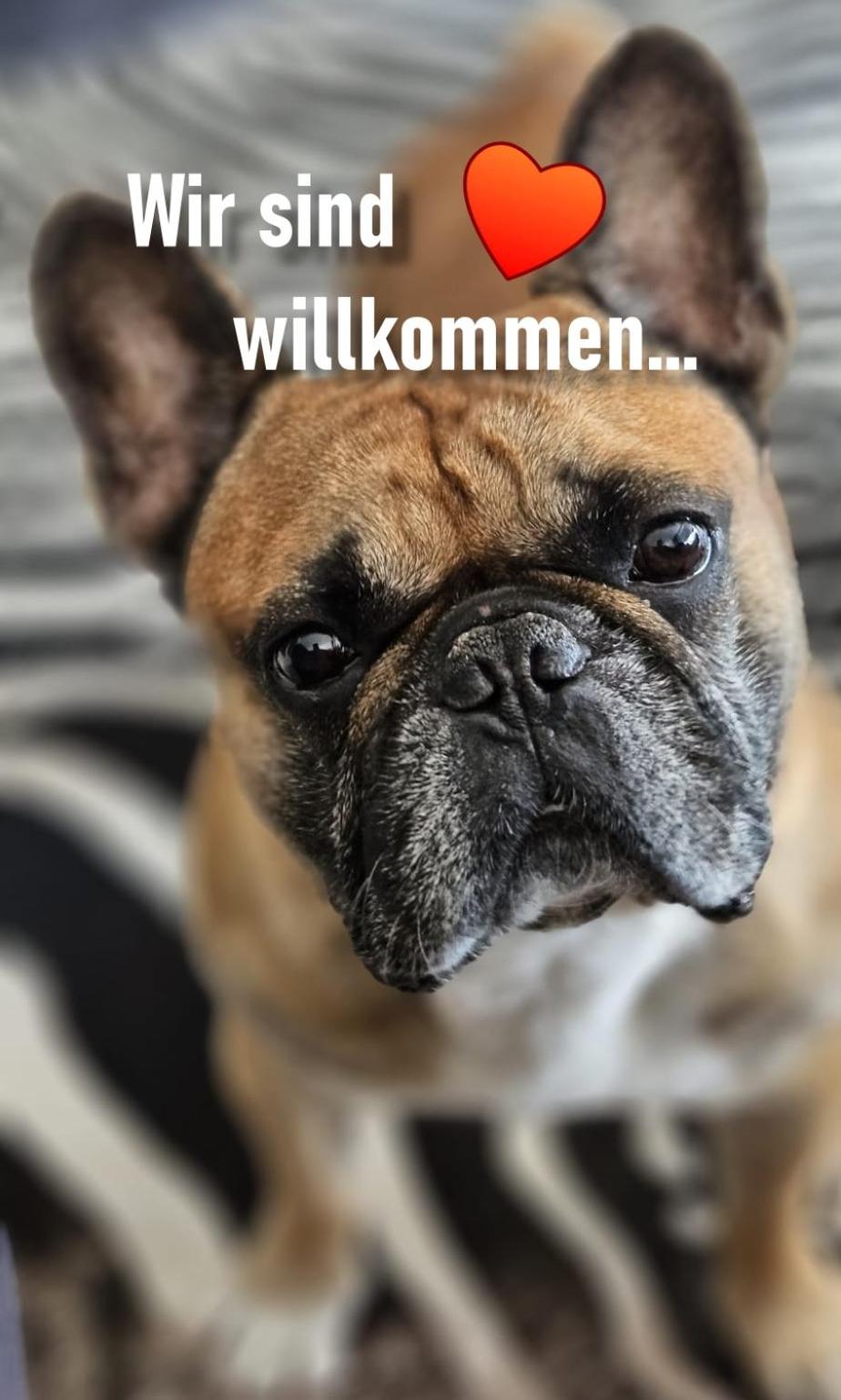 Urheim Rose - Dogfriendly
