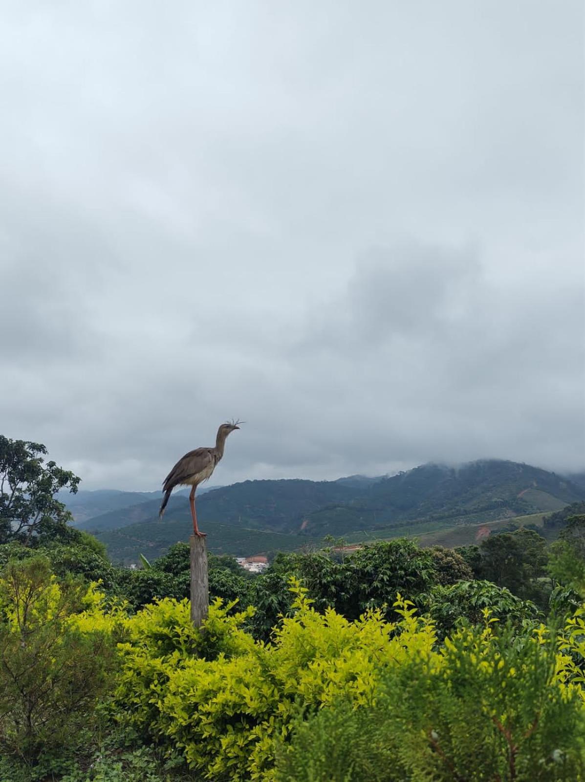 Chalé Pingo de Ouro
