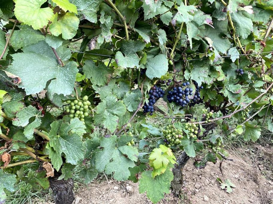 Schönes Forsthaus mitten in der Natur
