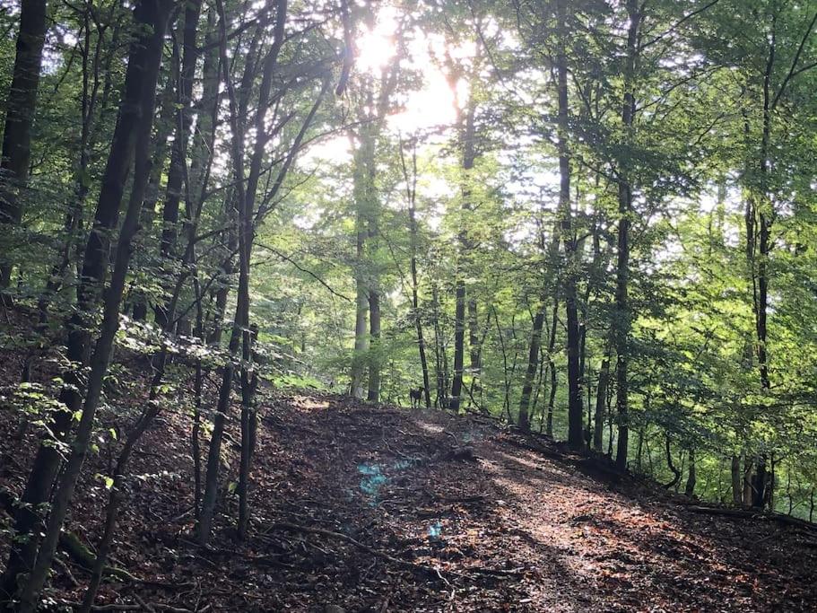 Schönes Forsthaus mitten in der Natur