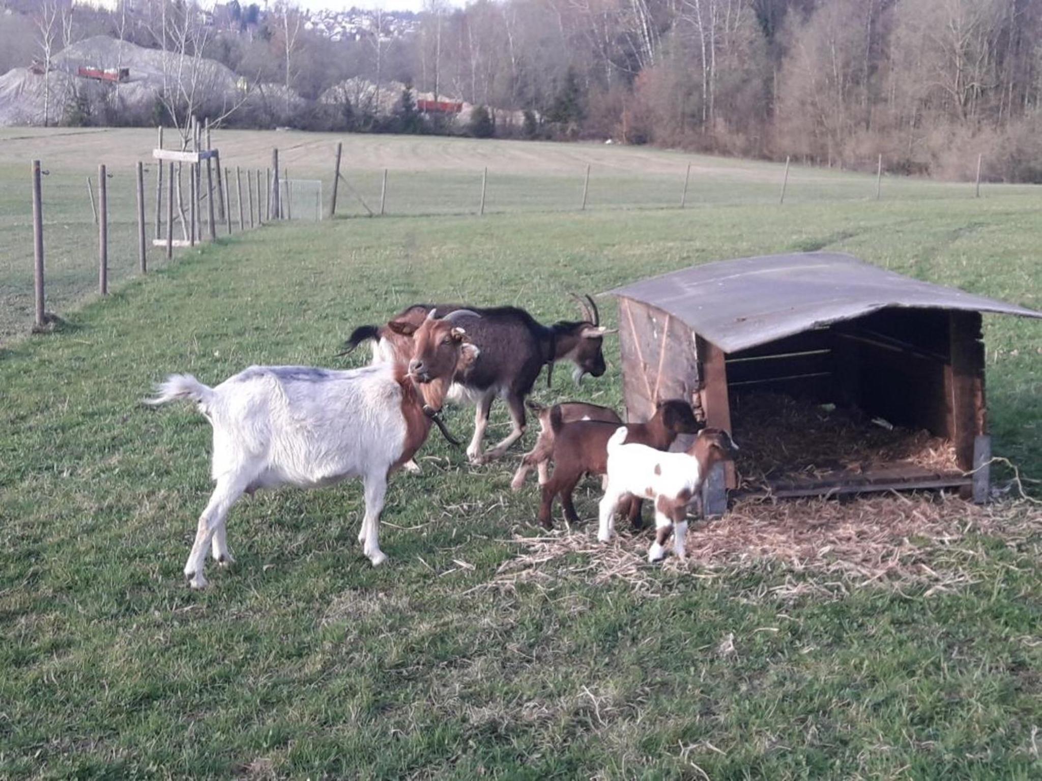 Ferienwohnung Bucher