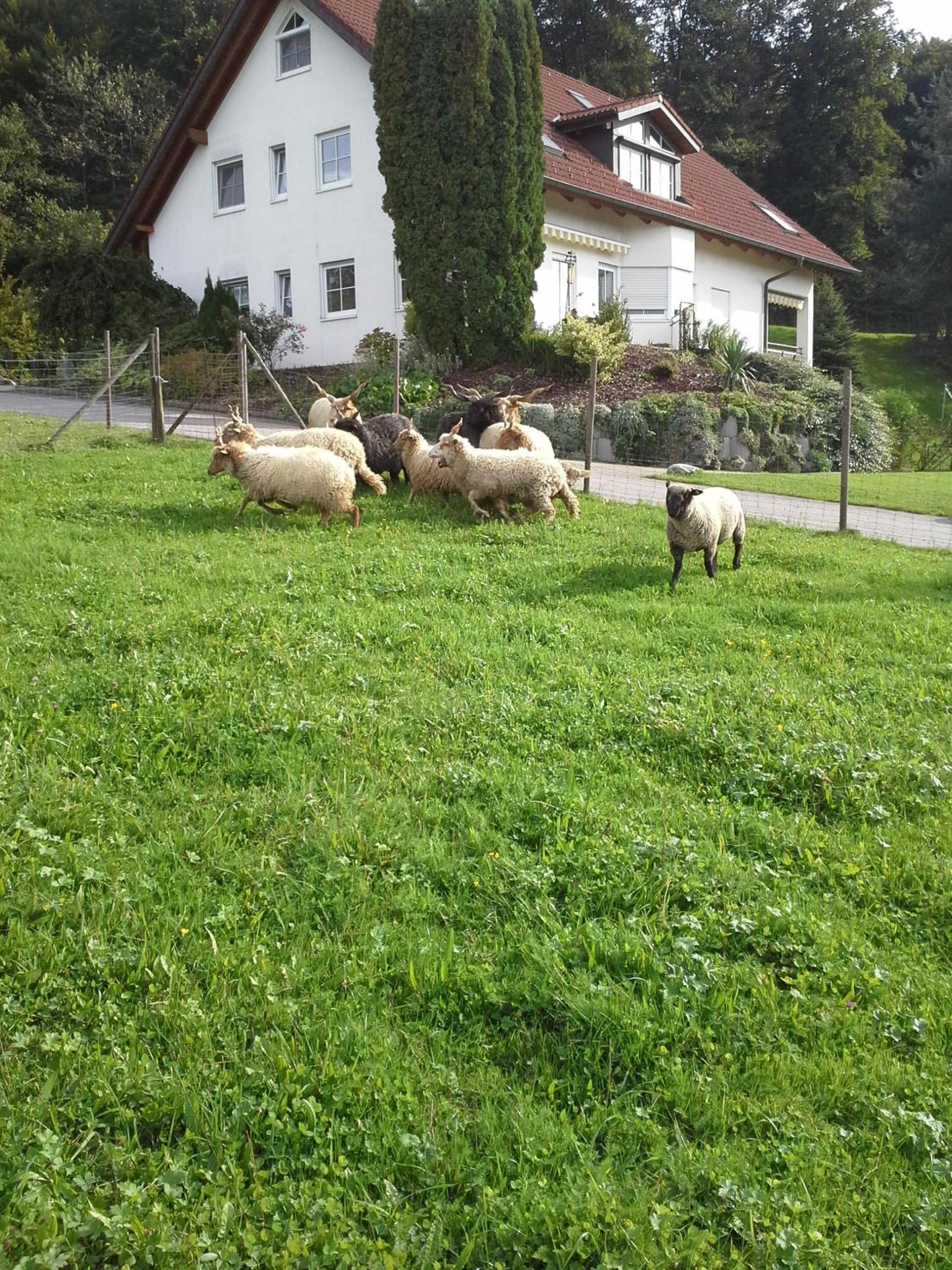 Ferienwohnung Bucher