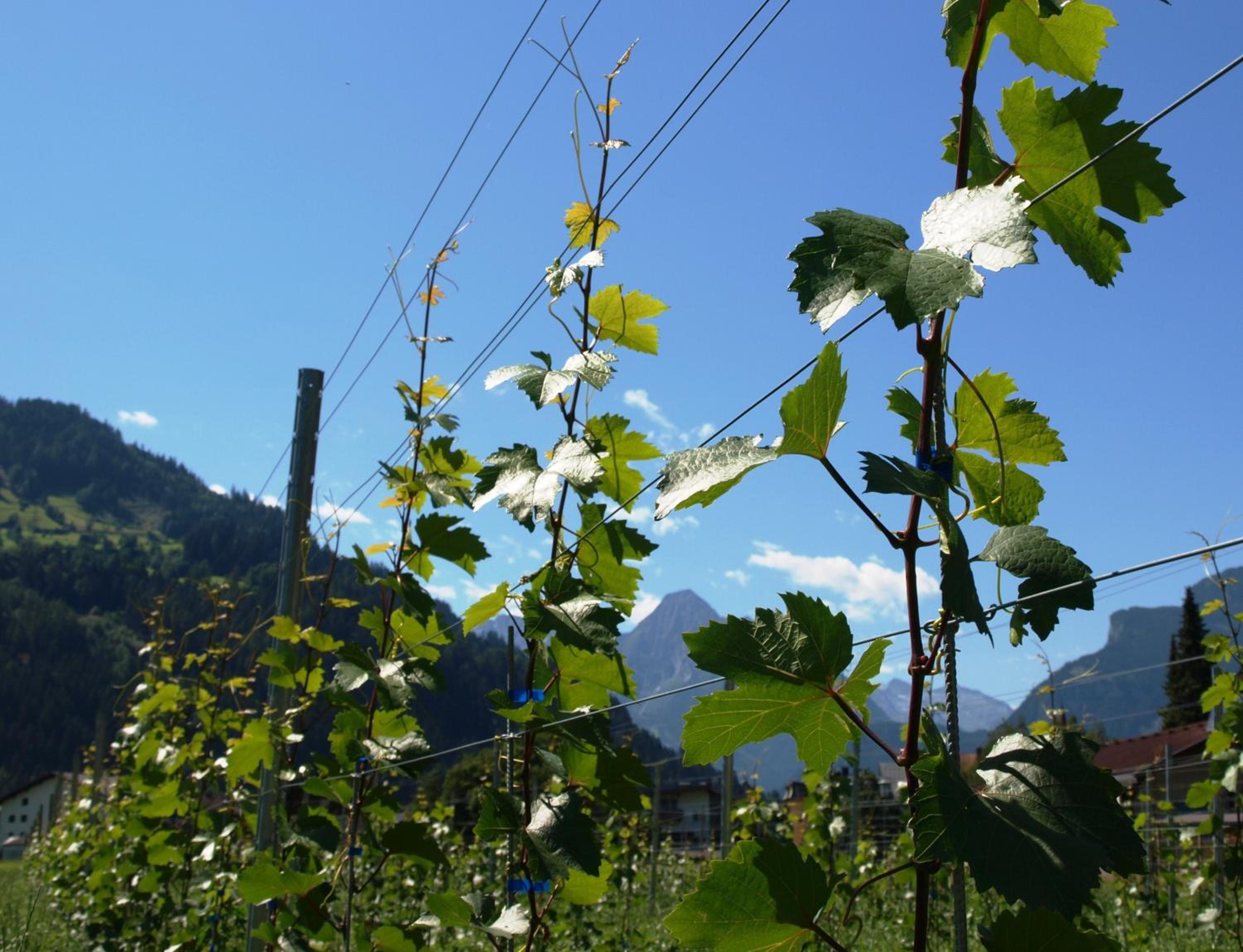 Gielerhof