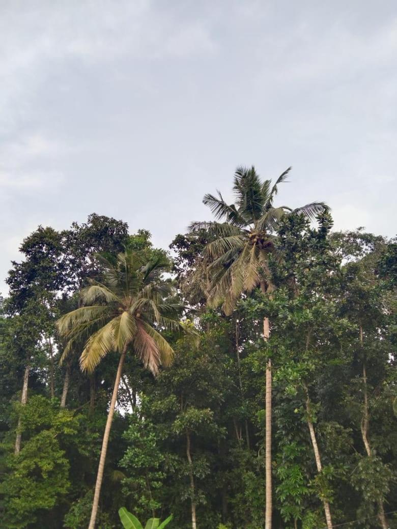 Amal Villa