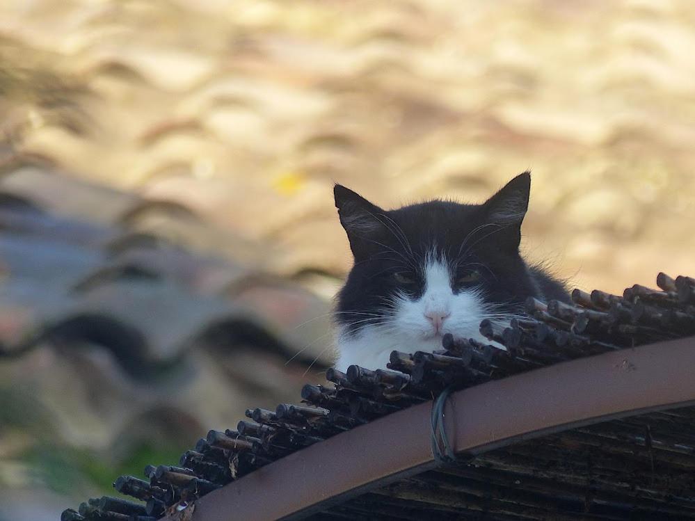 Le Chat Sur Le Toit