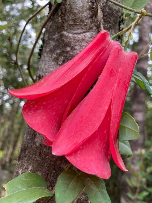 Casa Rierol, cabaña entre Pucón y Villarrica
