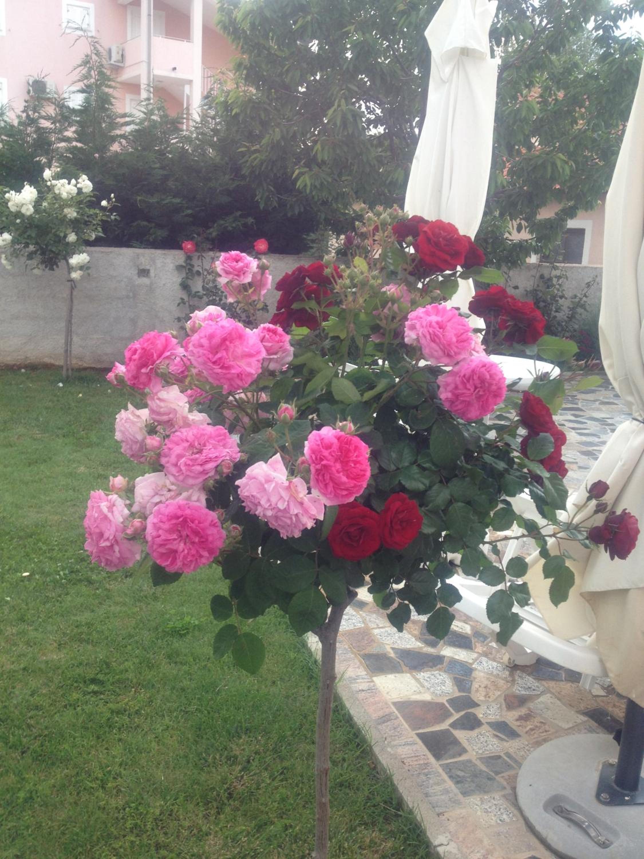 Photo 69