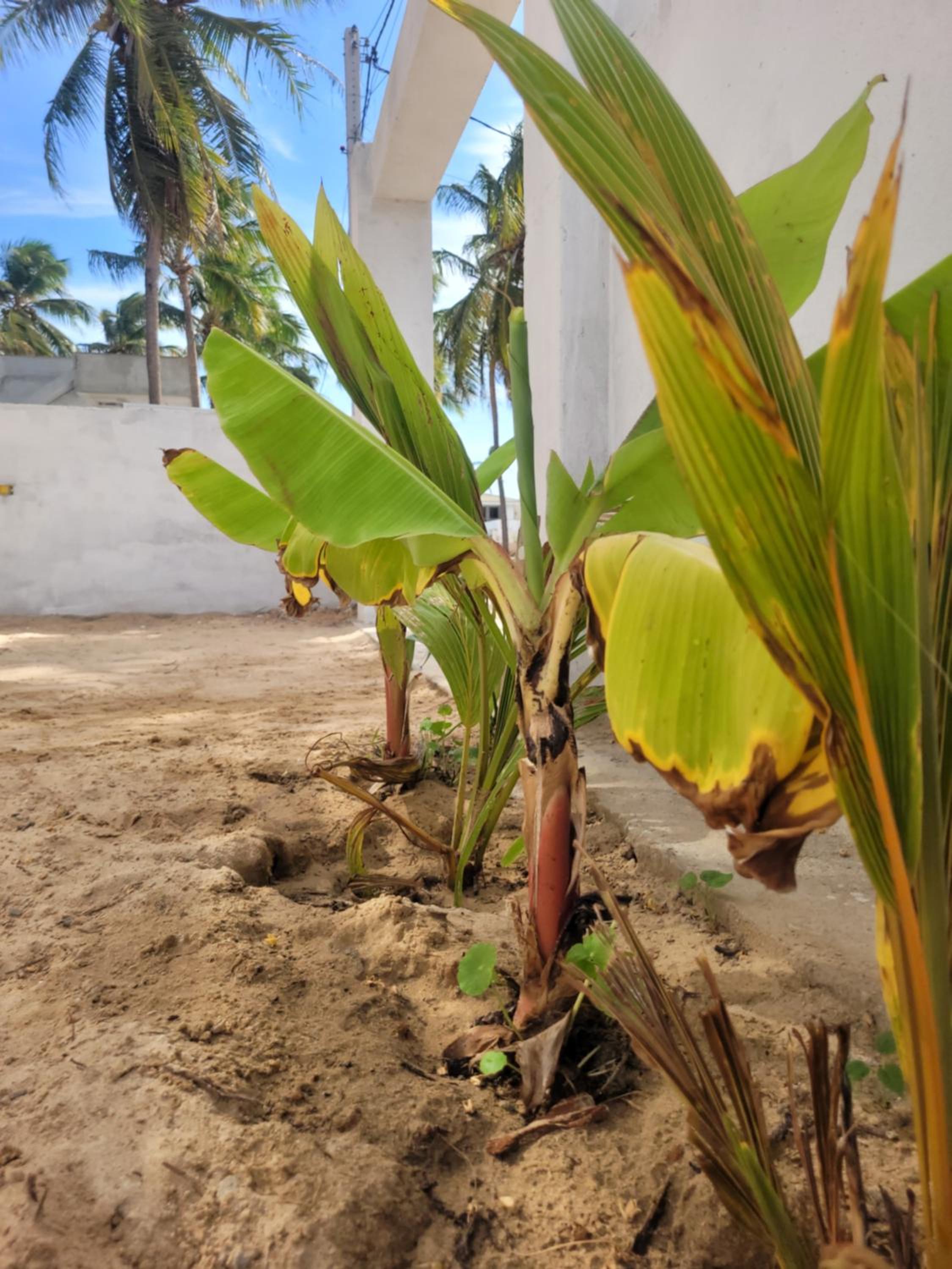 FLECHEIRAS ATLANTICO