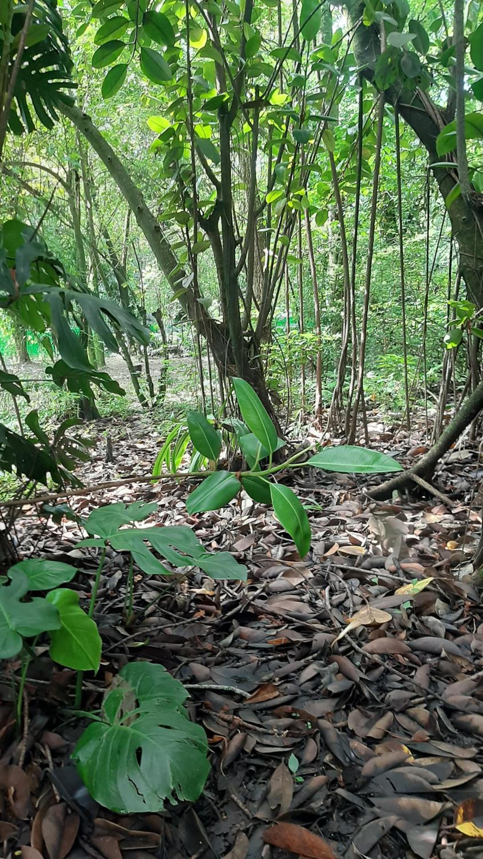La Manquel - Casa y Yungas