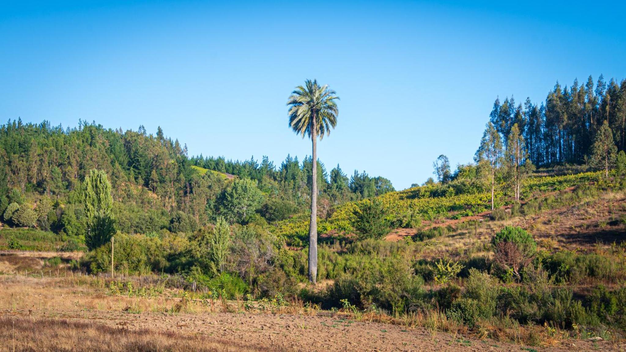 Guariliwe Ecolodge and Wines