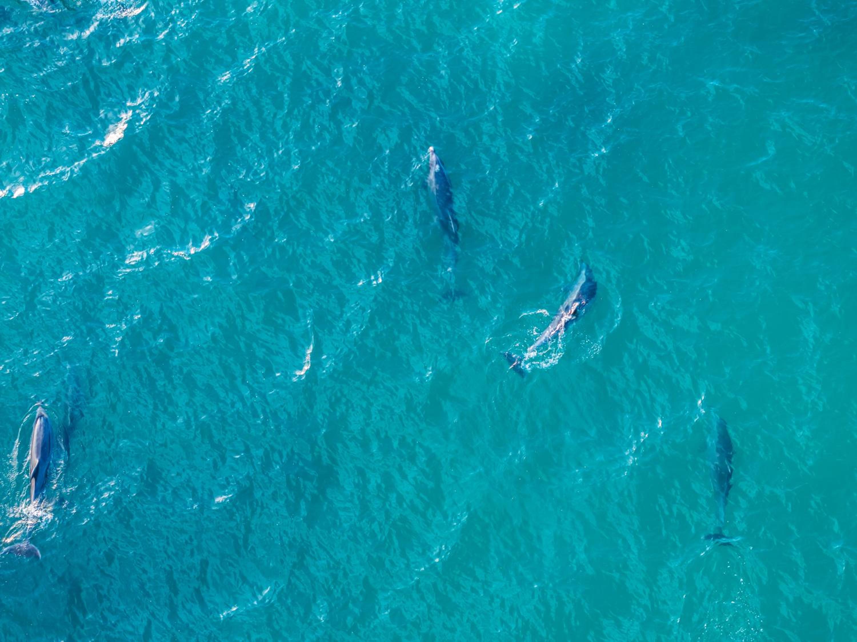 Blue Dolphin: An Oceanfront Malibu Sanctuary view 2