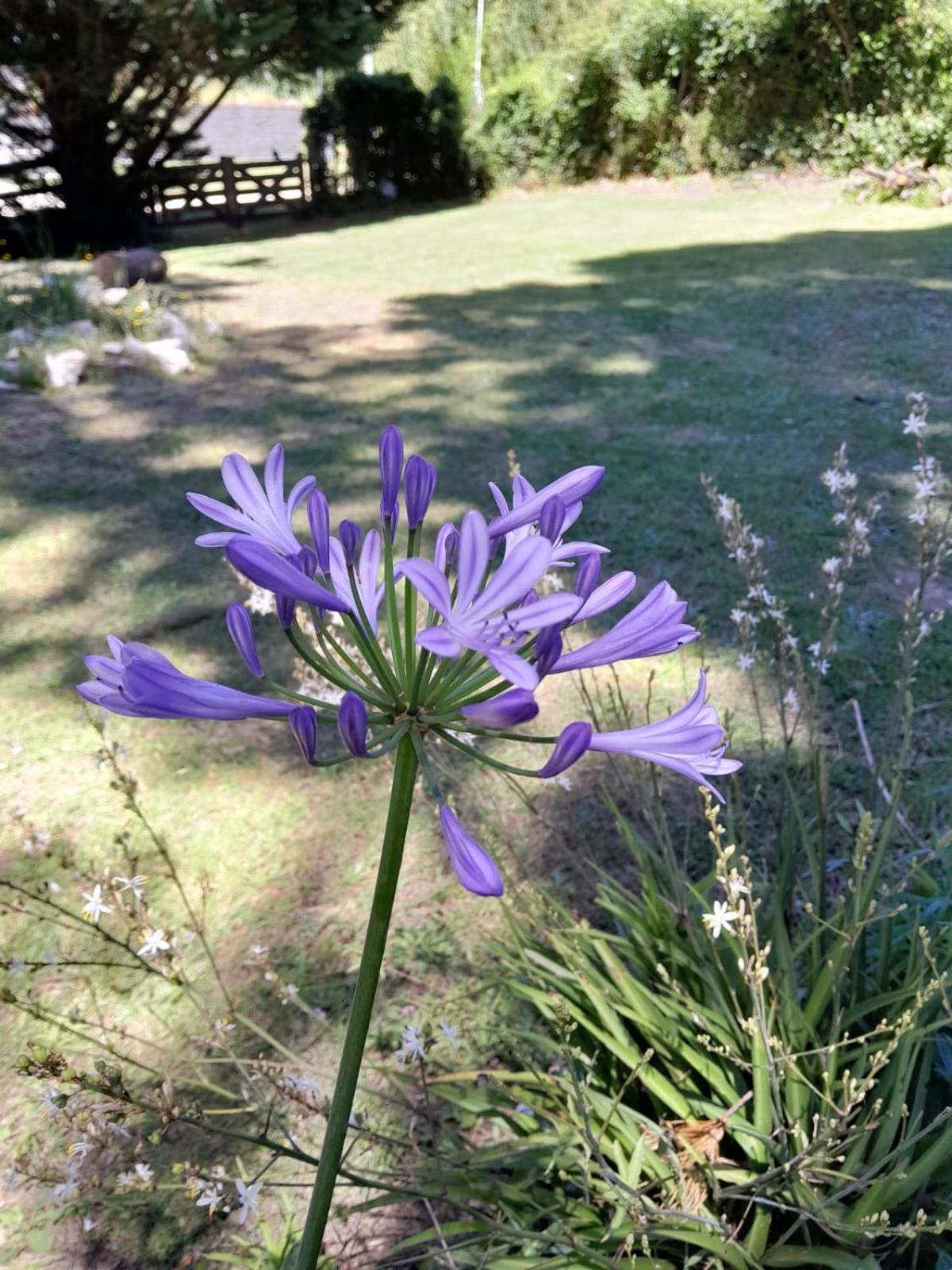 LA CALANDRIA