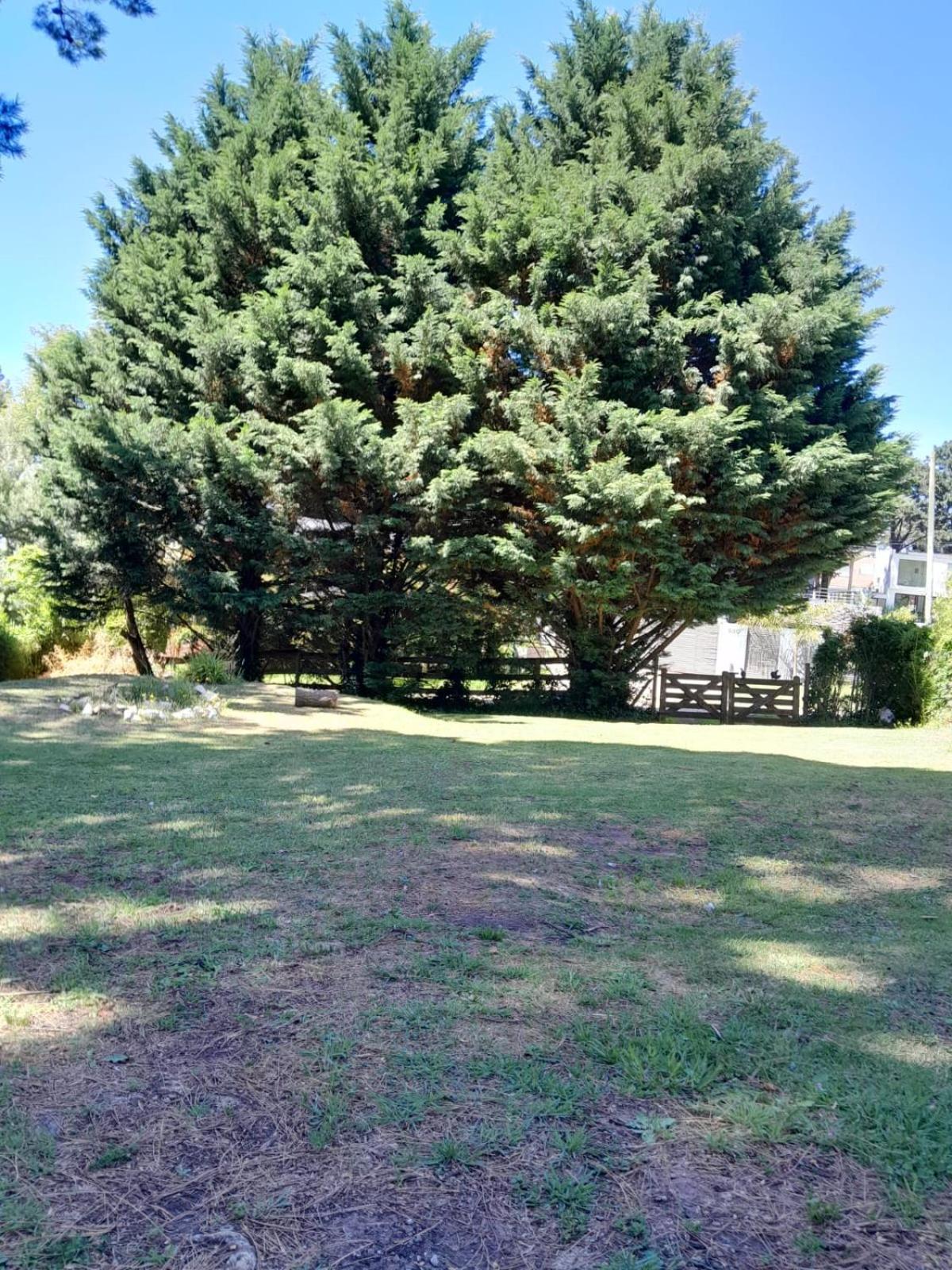 LA CALANDRIA