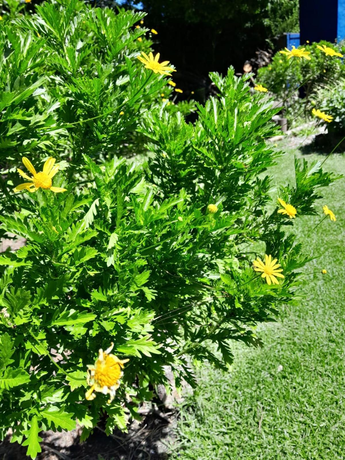 LA CALANDRIA