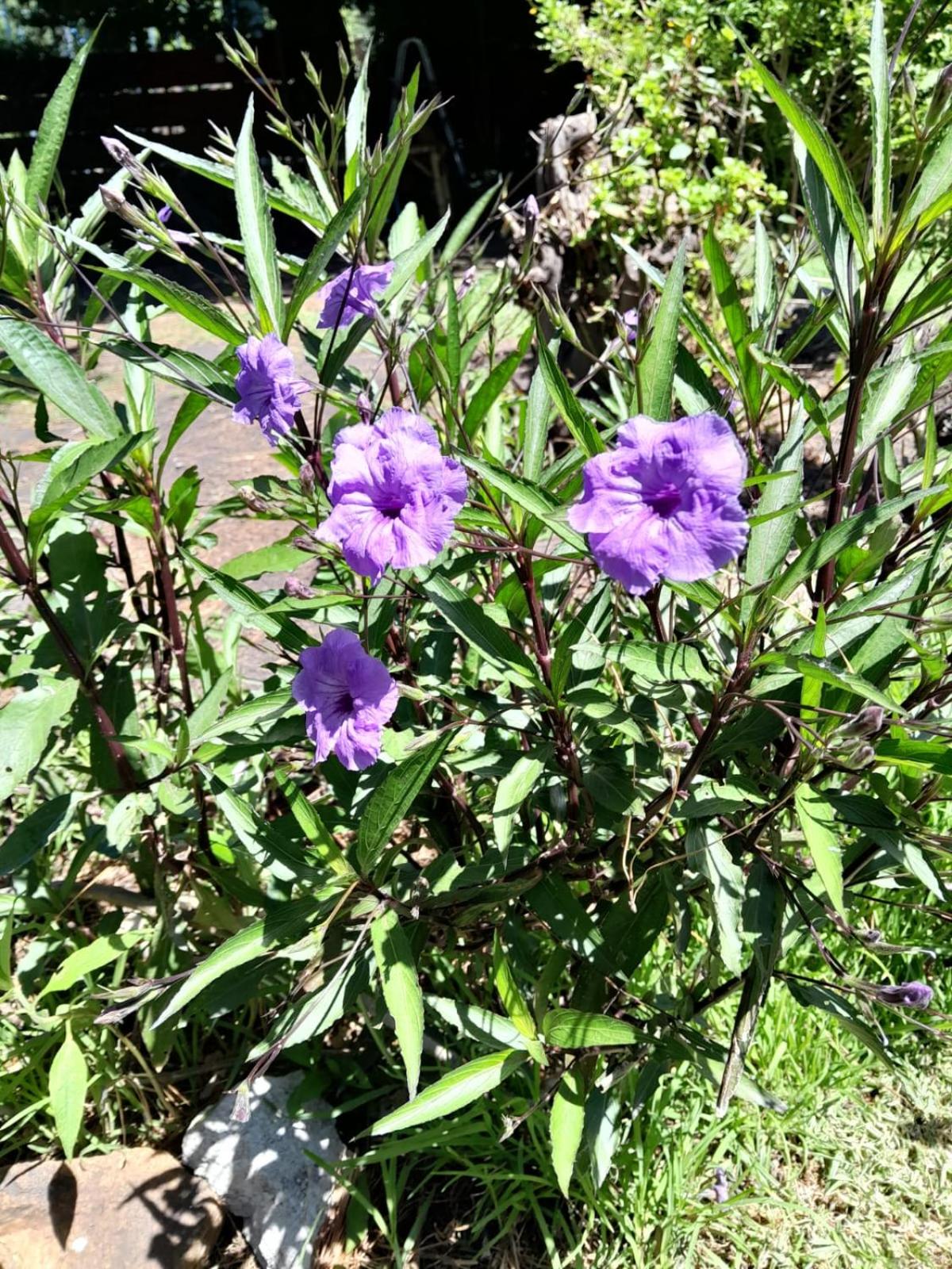 LA CALANDRIA