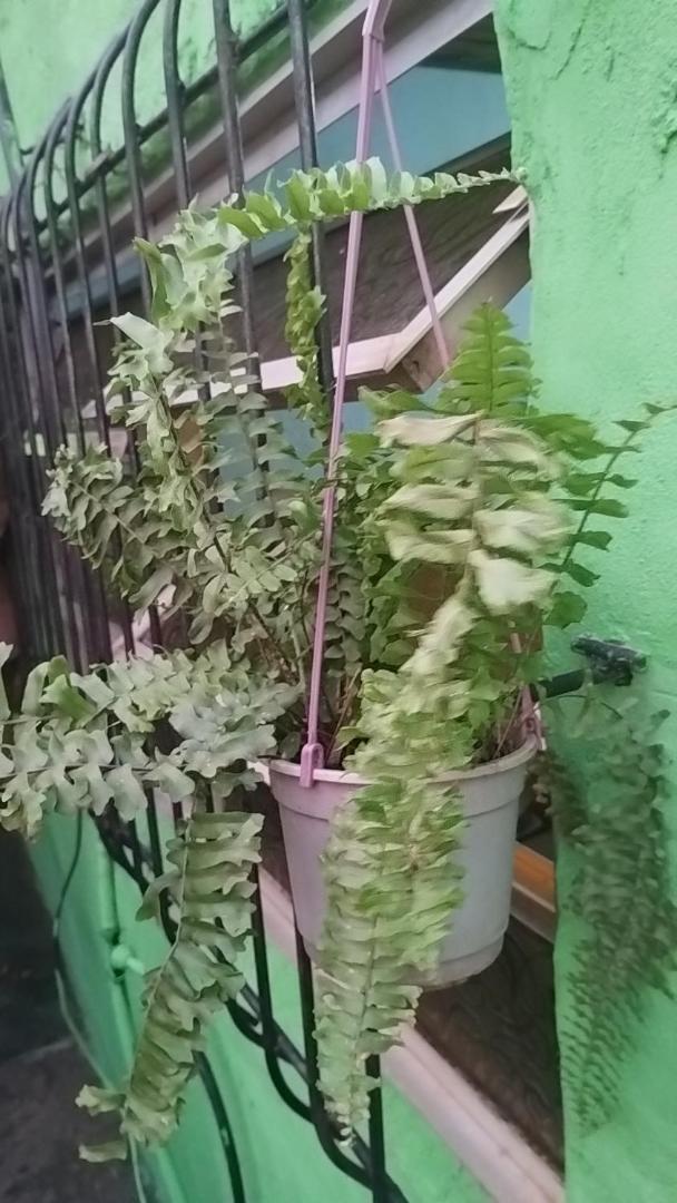 Alojamiento Las Campanitas Iguazu