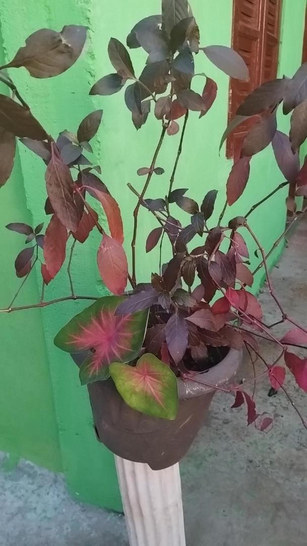 Alojamiento Las Campanitas Iguazu