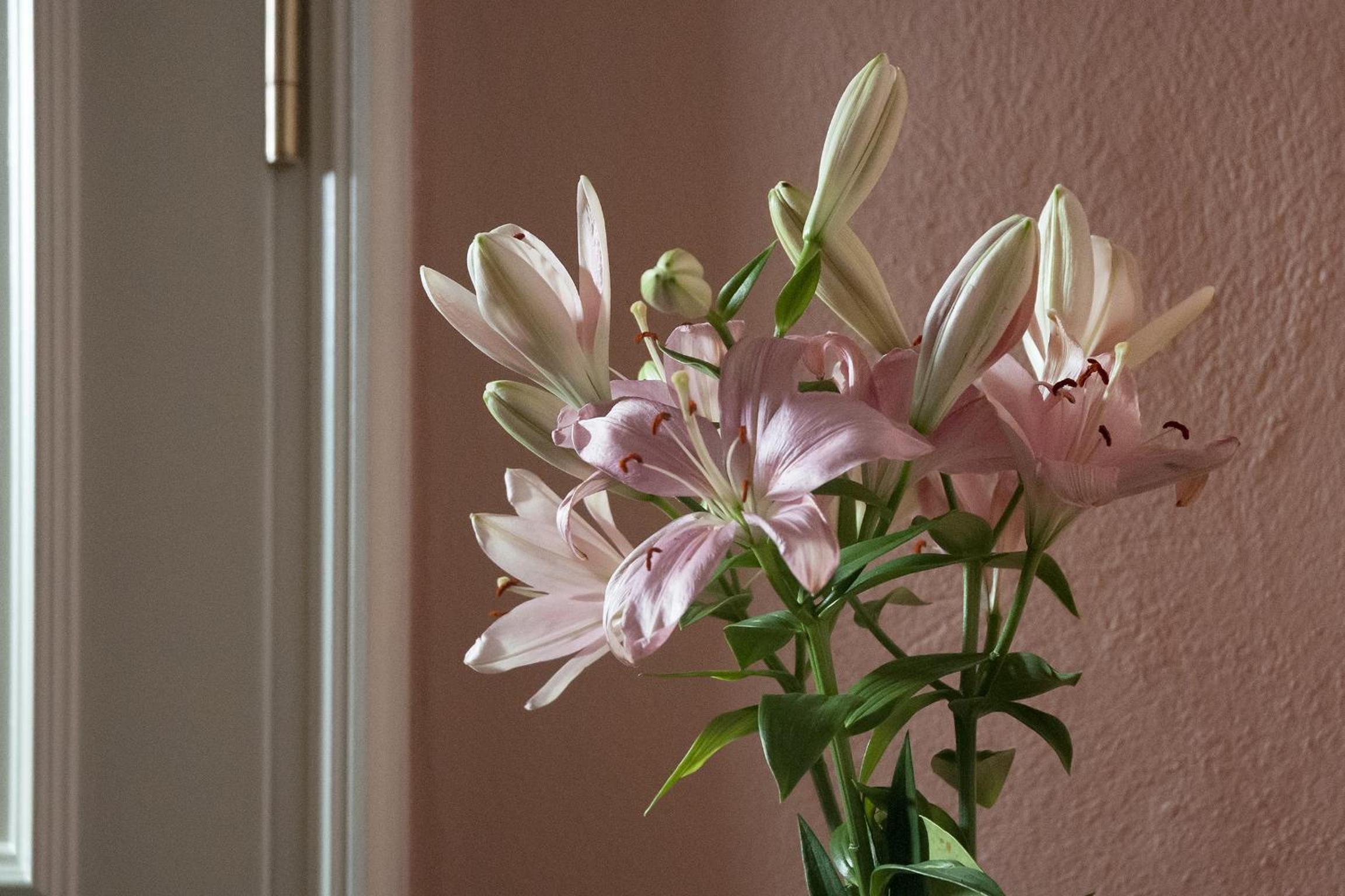Photo 44