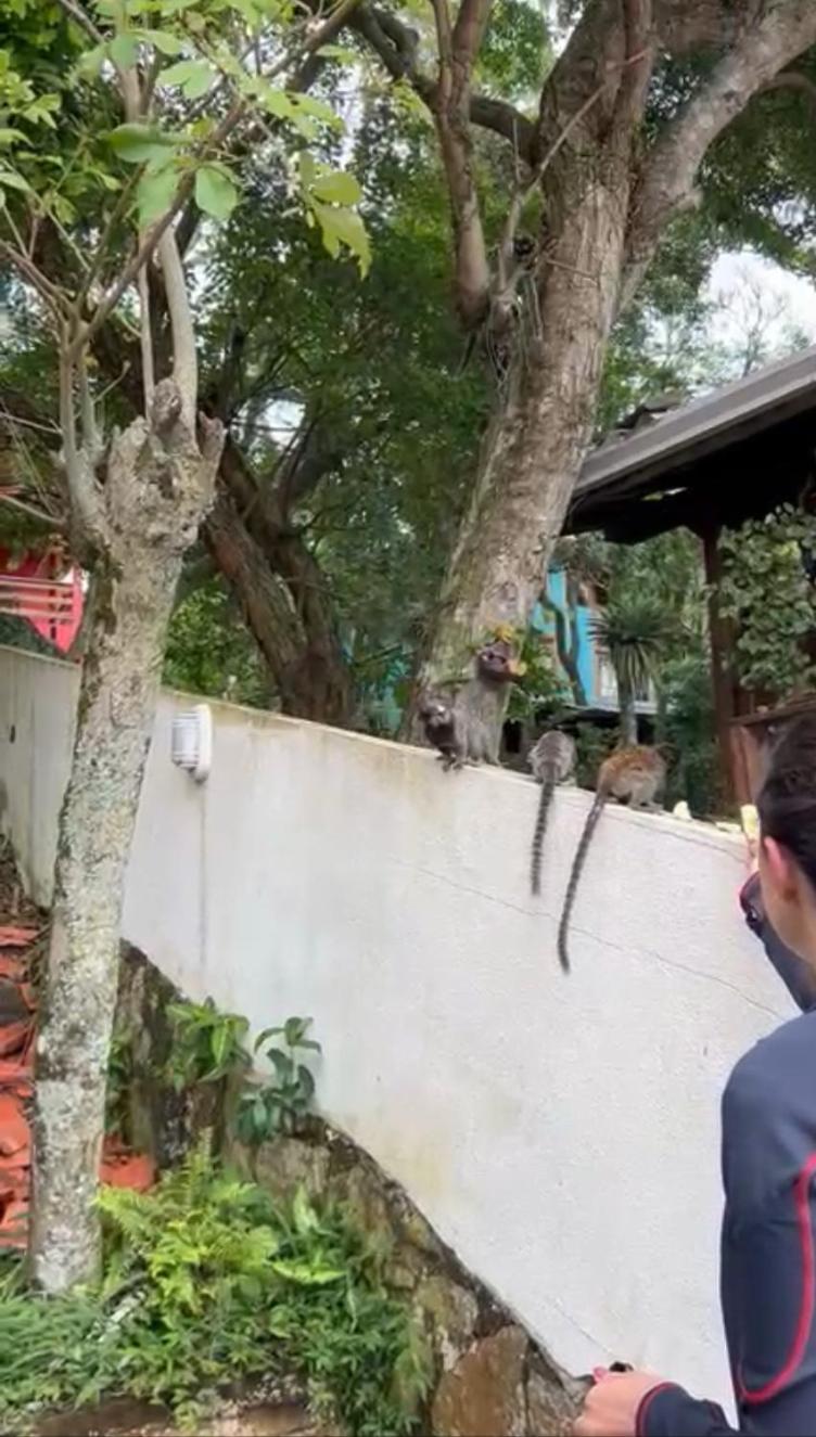 Casa na Praia - Praia da Solidão