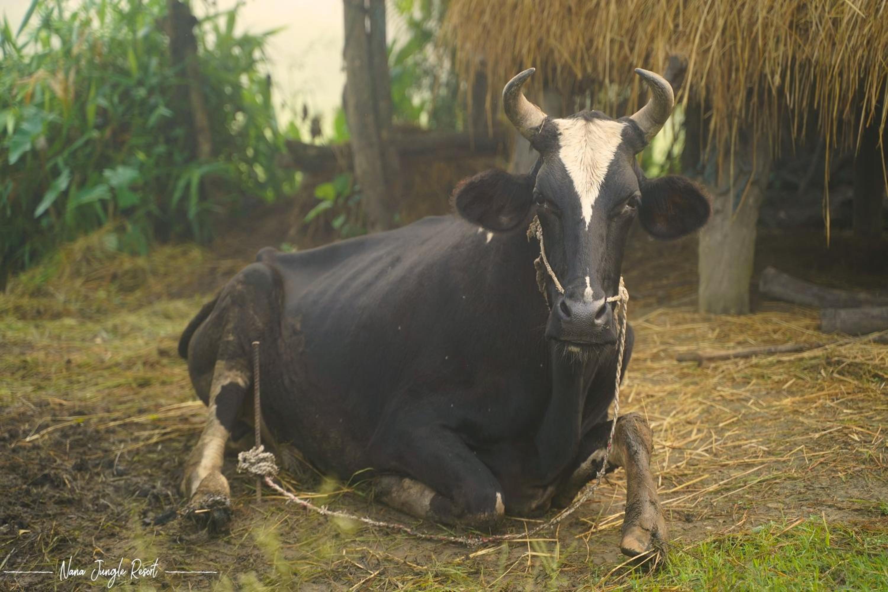 Nana Jungle Resort Near Chitwan National Park