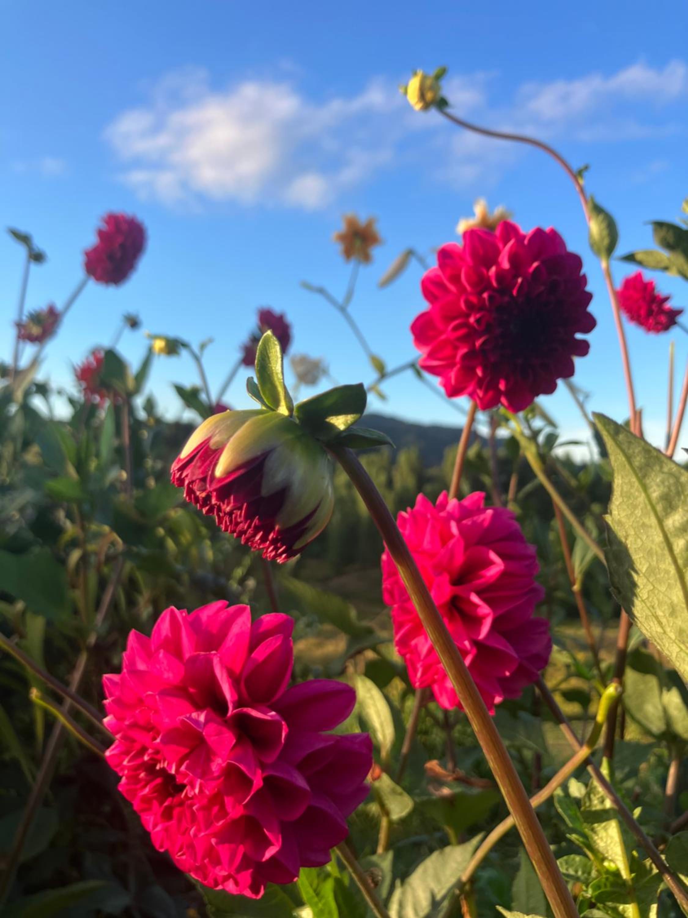 Perma Ridge Farmstay