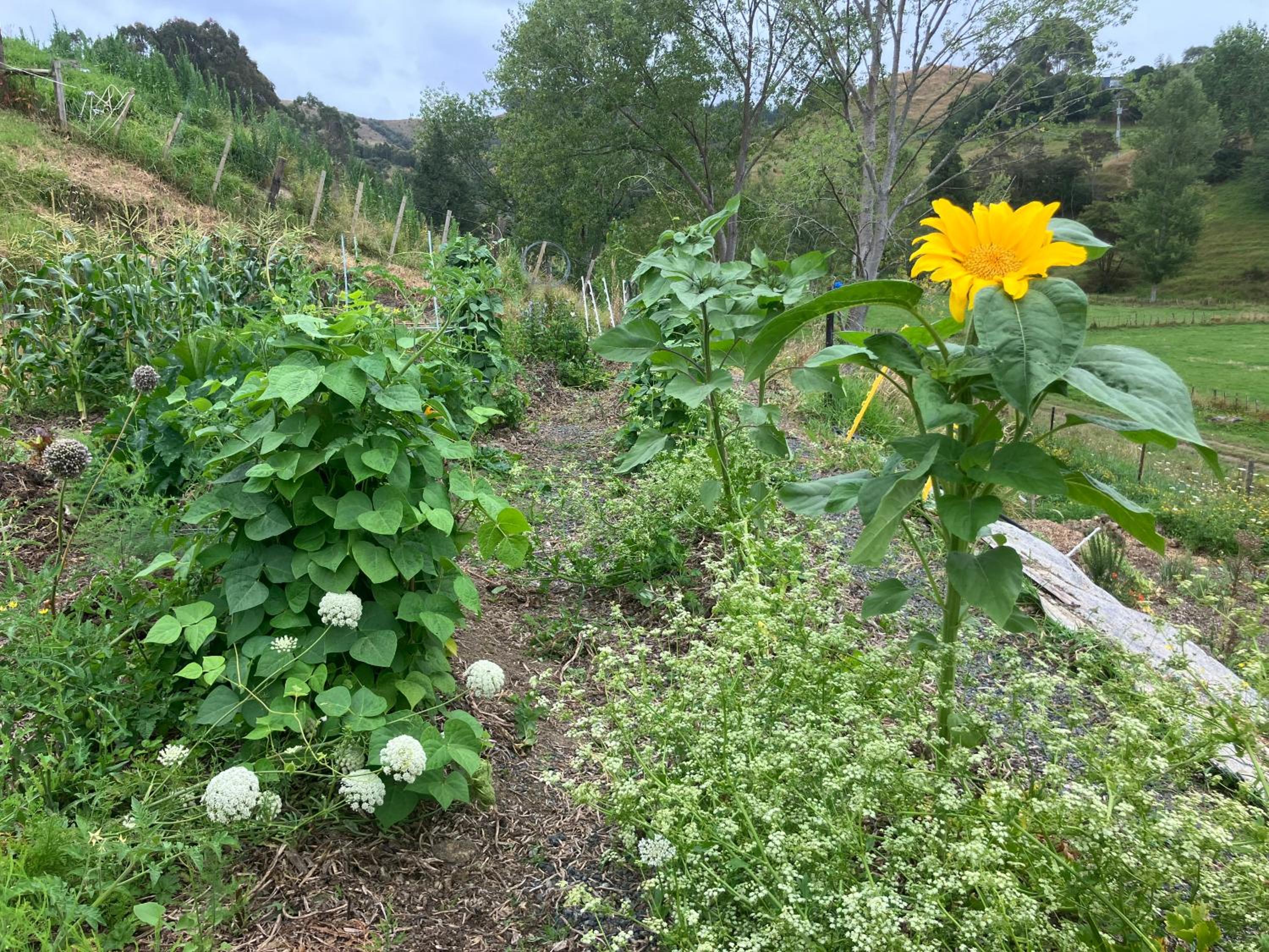 Perma Ridge Farmstay