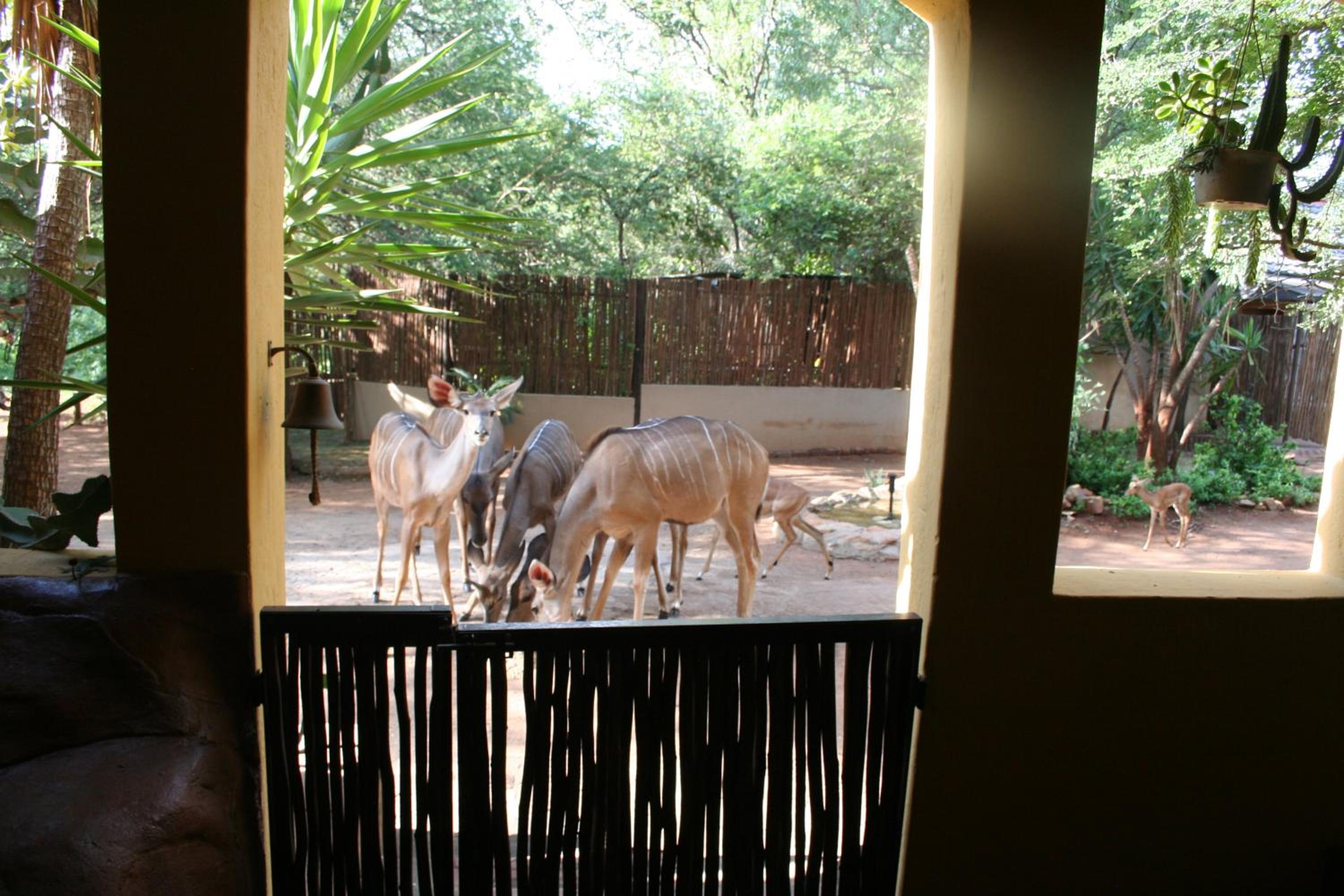 Kiburi Lodge @ Kruger, a secluded Bushveld getaway view 2