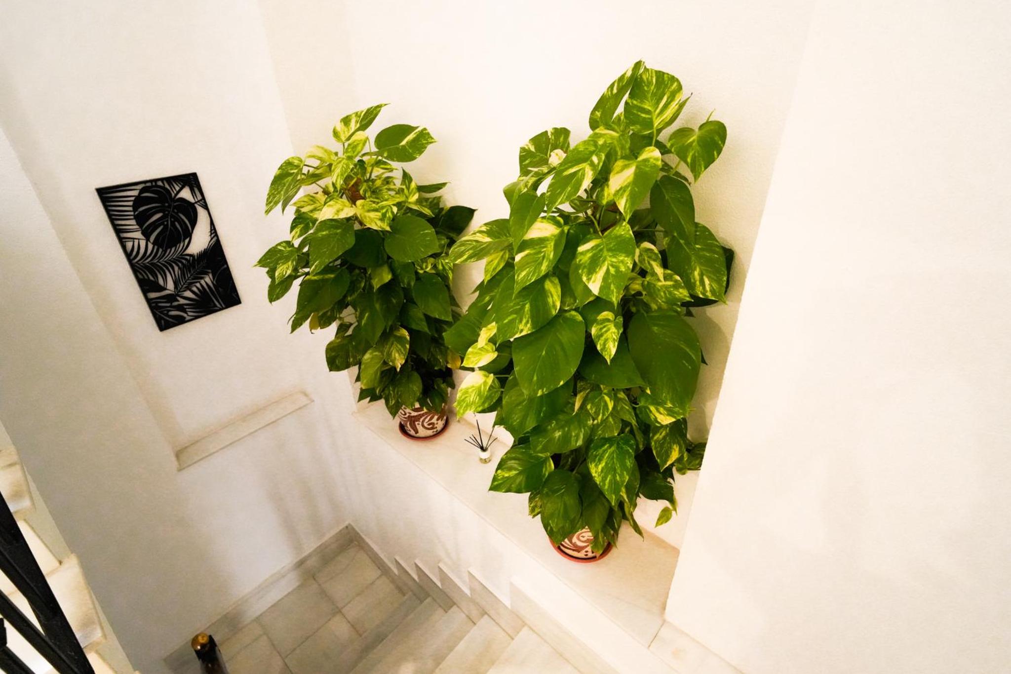 Apartamentos Consistorio Live