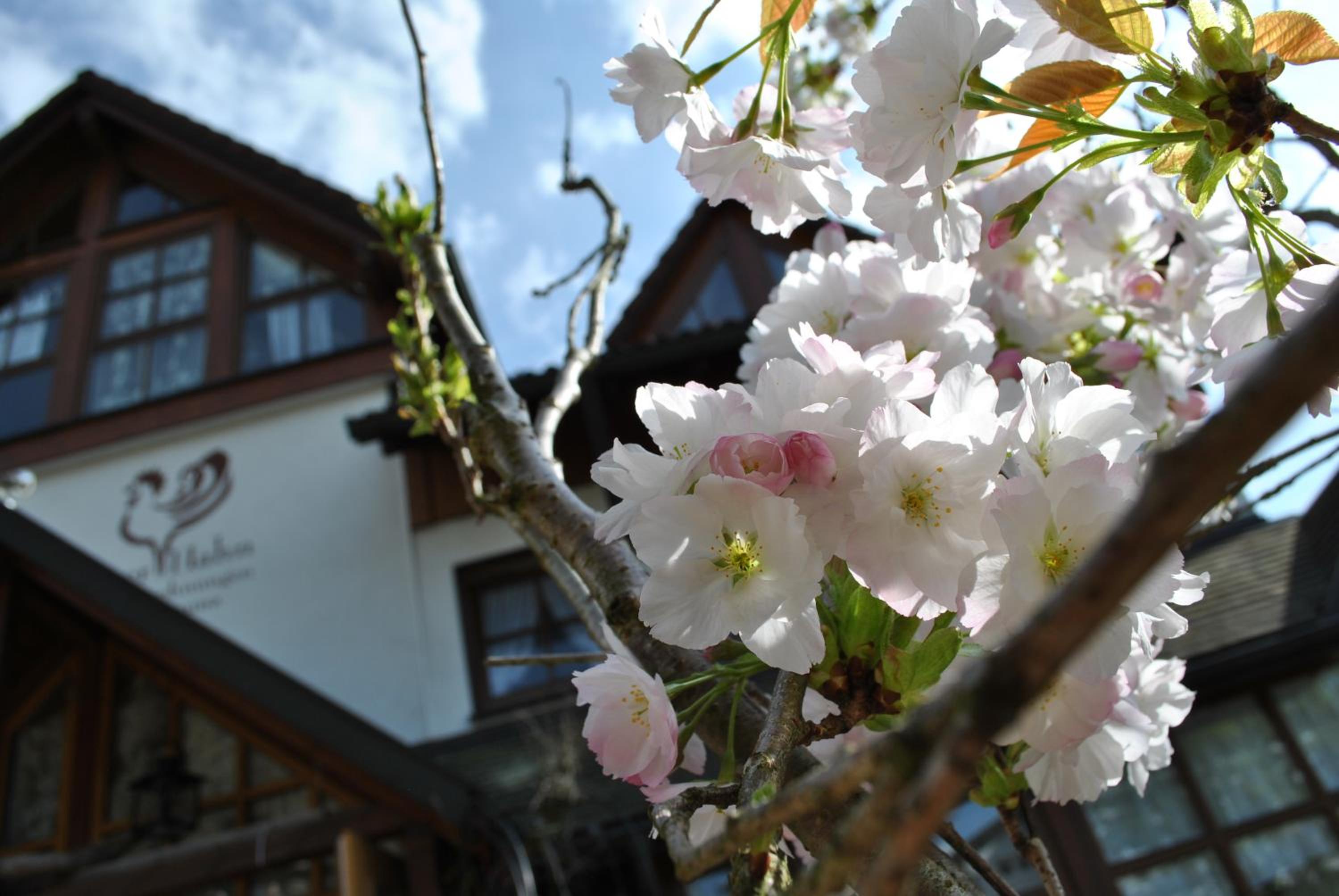 Goldener Hahn B&B Ferienwohnungen Pool & Sauna near Medicenter