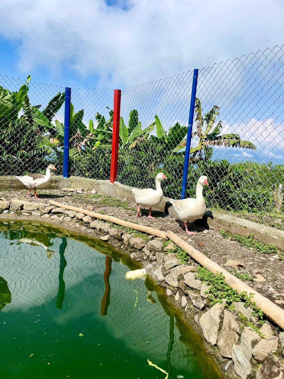 Itaca Hostel finca Cafetera